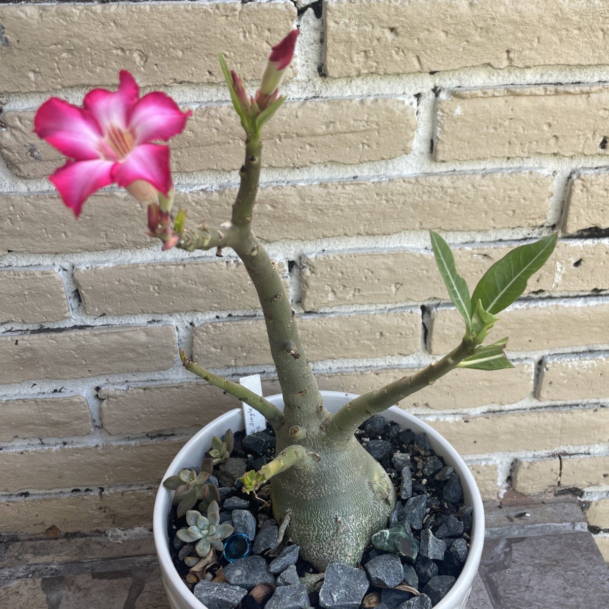 karreyx's tweet photo. My beautiful adenium #desertroses https://t.co/qFYAVHZM1u