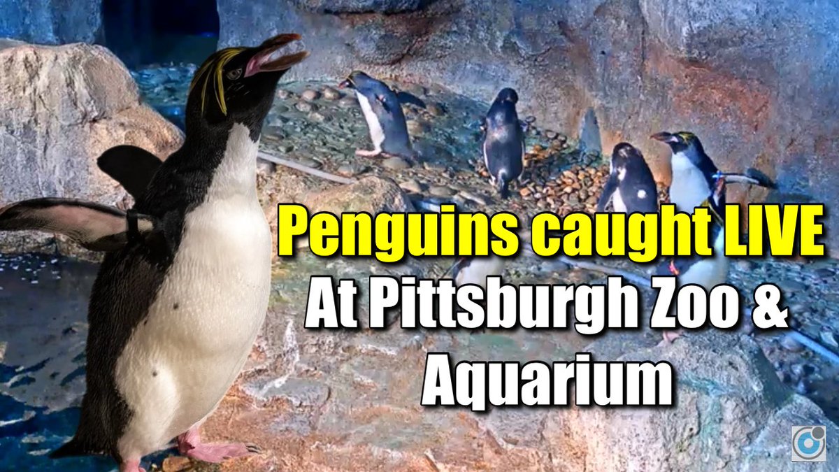 ozoliorelay's tweet photo. Don’t miss the LIVE penguin stream on YouTube! 🐧
Watch these playful penguins waddle, dive, and interact in real time from one of the top zoo exhibits.
👁️Streaming 24/7 — tune in now:https://t.co/9fBLcVDDAG https://t.co/8FY30BNbIH