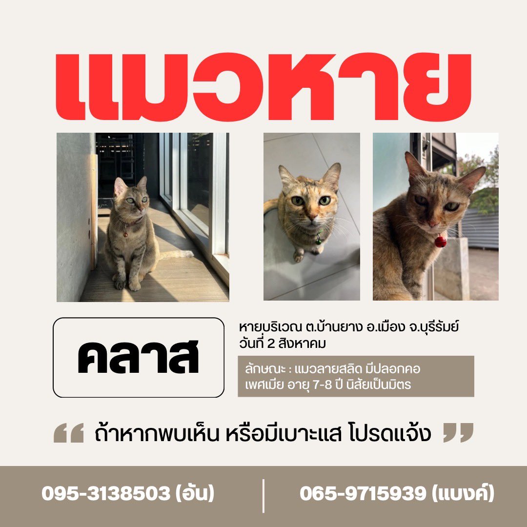 ผิดกฎลบได้นะคะ 🙇🏻‍♀️ ขออนุญาตใช้พื้นที่ตามหาน้องแมวหาย มีคนอุ้มน้องไป พี่พี่ท่านไหนอยู่ ต.บ้านยาง จ.บุรีรัมย์ รบกวนช่วยเป็นหูเป็นตาให้หน่อยนะคะ น้องคลาส อายุ 7-8 ปี แมวลายสลิด ขี้อ้อน เป็นมิตร หายไปเมื่อวันที่ 2 ส.ค. ค่ะ หากพบเห็นหรือมีเบาะแสกรุณาติดต่อเบอร์ตามโปสเตอร์ด้านล่างนะคะ