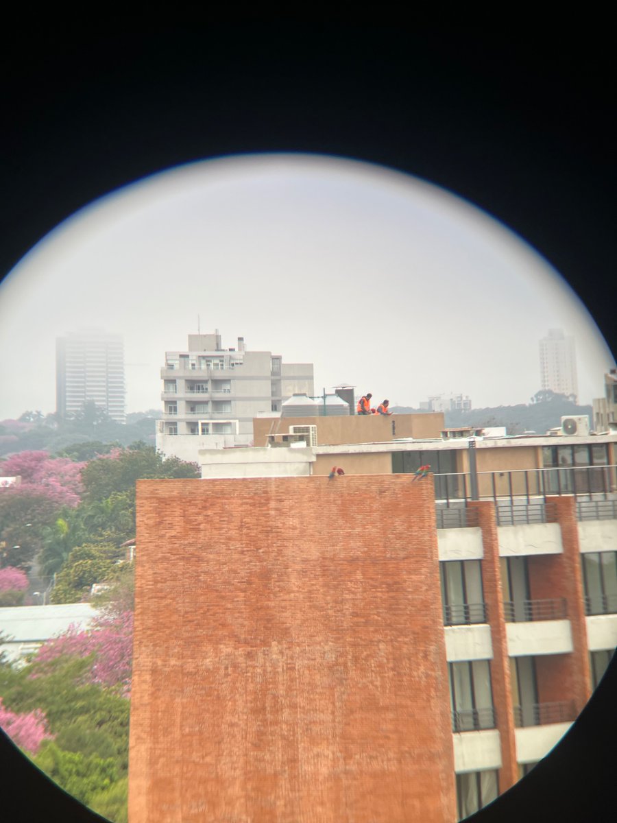 Abg. Belenjena tweet media