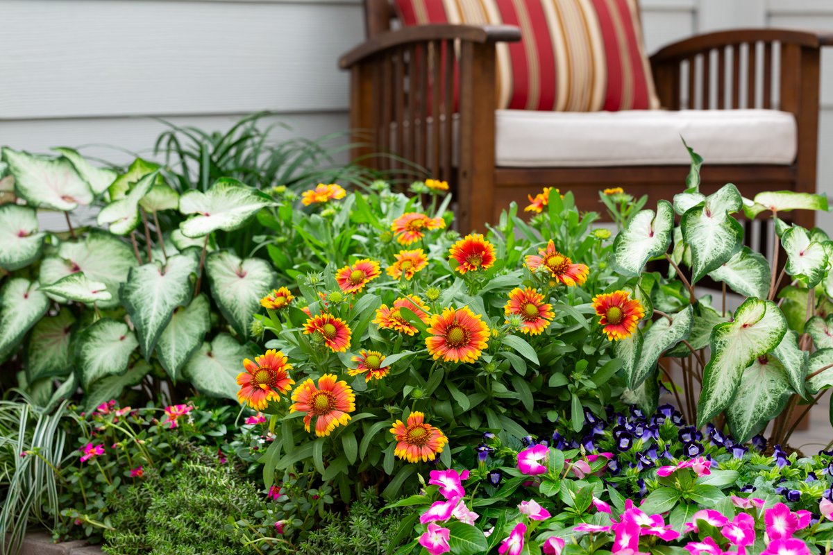 Radiating hot color tones #Gaillardia, aka blanket flower, brings bold, sun-soaked vibes to any garden. With daisy-like blooms that keep coming from summer through fall,  Find Gaillardia at your local garden center and add a high impact bloomer to your garden! (ALT for care)