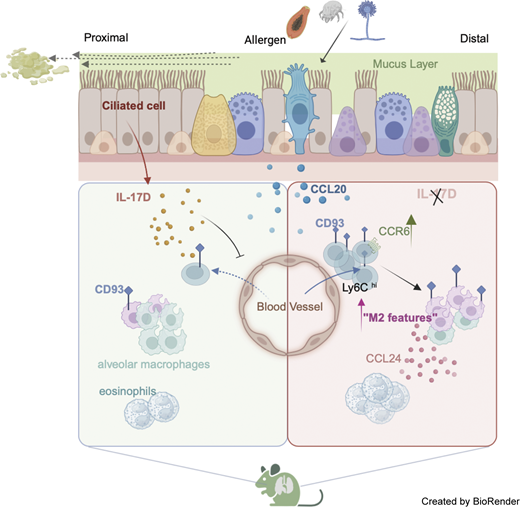 JExpMed's tweet photo. Lei Yuan, Chen Dong et al. reveal that ciliated cells play an immunoregulatory role in allergic #asthma by constitutively expressing IL-17D, which limits #monocyte recruitment to inflamed lungs. https://t.co/c2CxkAobJ8
#MucosalImmunology #Inflammation #Cilia https://t.co/bmTLB4o31L