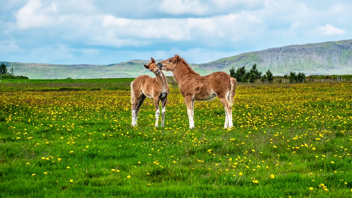 Check out this photo I have for sale of two Icelandic horse foals in Iceland.

1-stuart-litoff.pixels.com/featured/two-i…

#horse #horses #iceland #icelandic #icelandichorse #foals #young #two #pair #duo #traveliceland #icelandtravel #animals #animalphotography