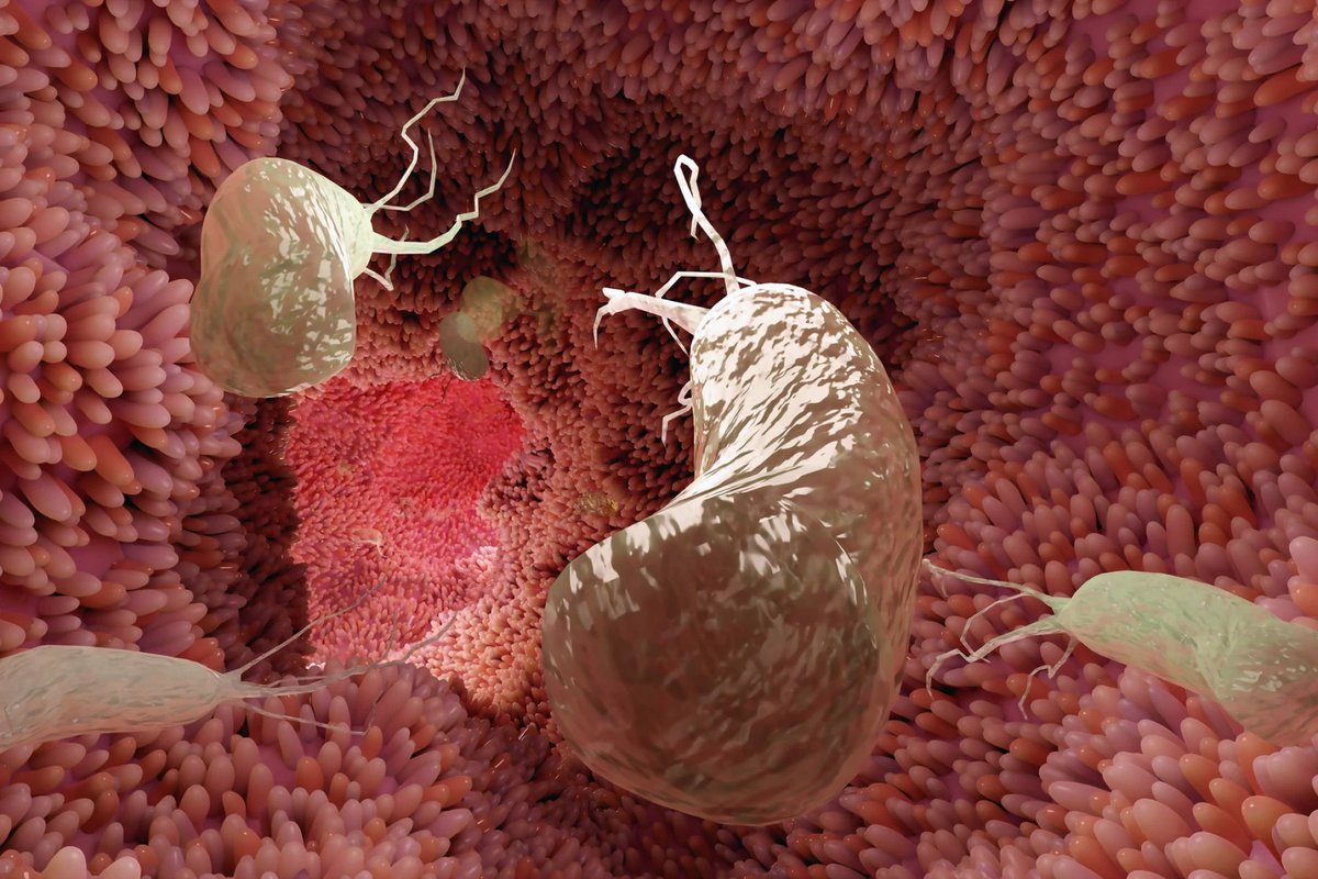 Researches just found a single bacteria is responsible for 75% of all stomach cancers.

It's living in half the population right now, slowly setting the stage for cancer.

But it's largely preventable.

Here's what they found + my prevention protocol: