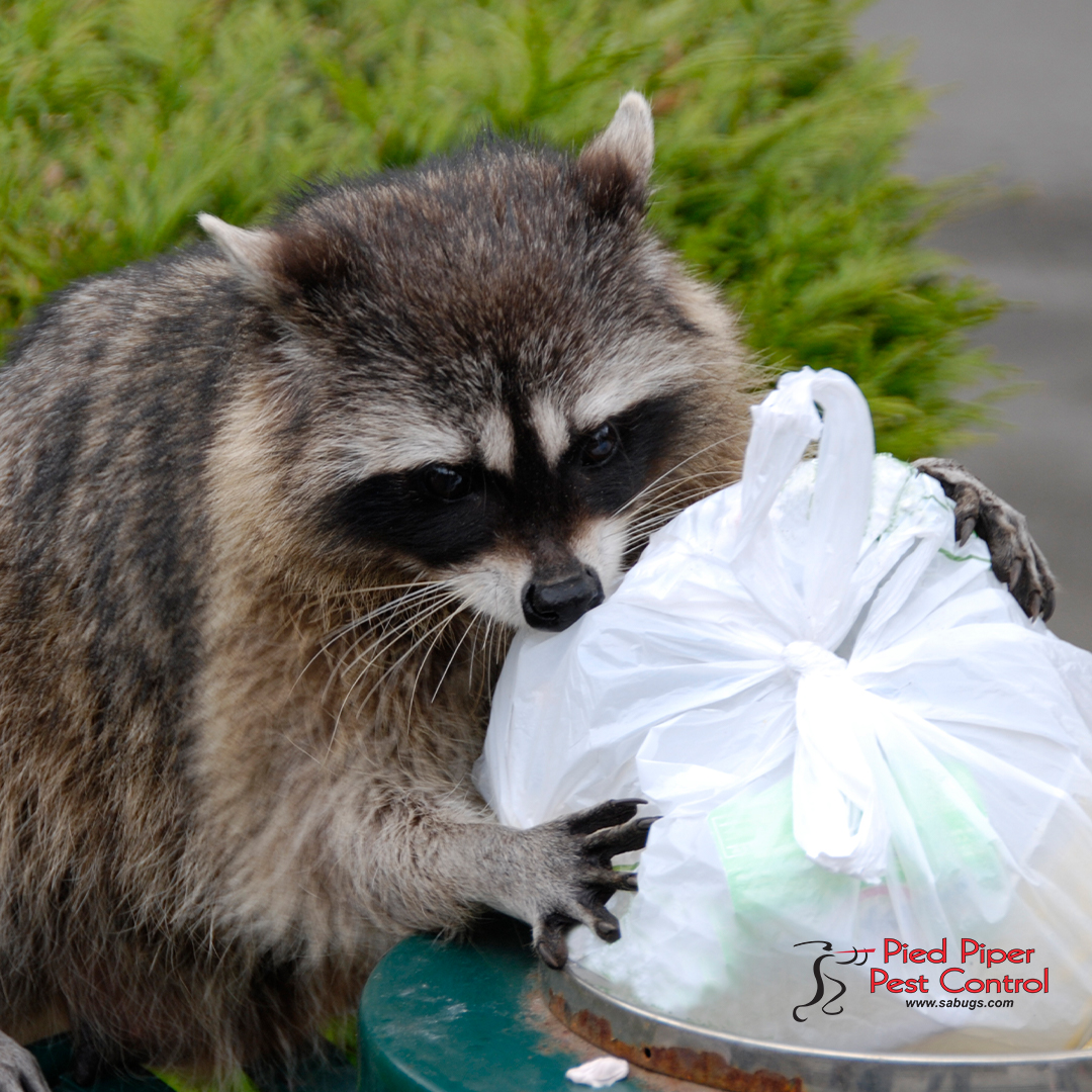 sabugs1's tweet image. If you have a raccoon that needs to be removed contact us at (210) 702-2060, we can safely remove it from your home or commercial property.

monkeylink.co/d1c4a0
#PiedPiperPestControl #PestControlServices #AffordablePestControlService