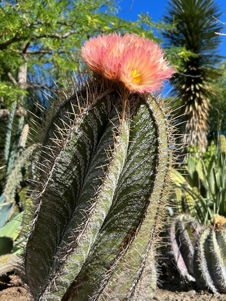 Plant Highlight: Astrophytum ornatum 

Although A. ornatum comes from a part of Mexico where the rainfall occurs mostly in summer to autumn, it can tolerate winter rainfall if the drainage is excellent. - Brian (Curator)