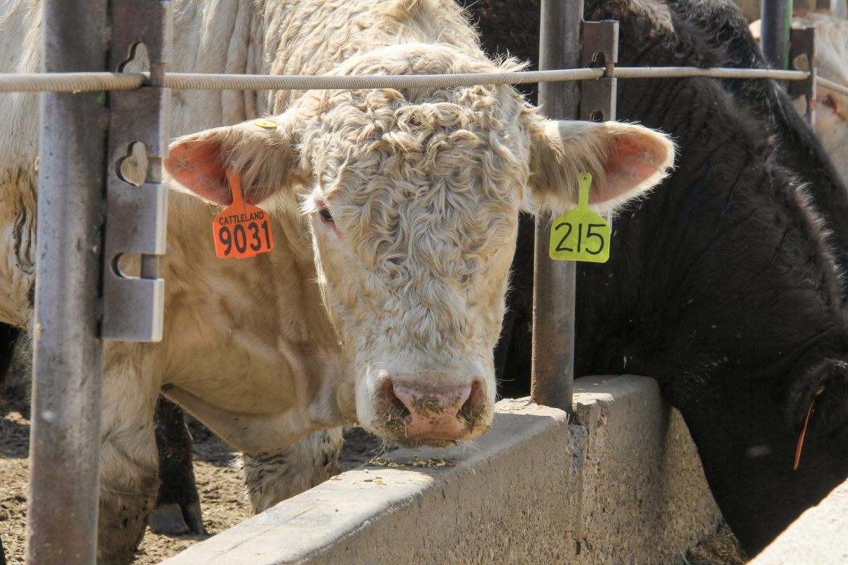 Klassen: Feeder cattle market in price discovery mode. vist.ly/32ctr