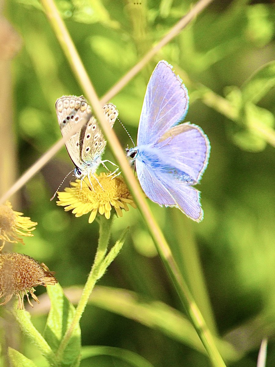 janepursey's tweet photo. Mrs Common Blue was minding her own business when she was disturbed by Mr Common Blue a flick of a wing and he was off 😀#butterflies #commonblue @BCSomerset https://t.co/MDrtBKXakh