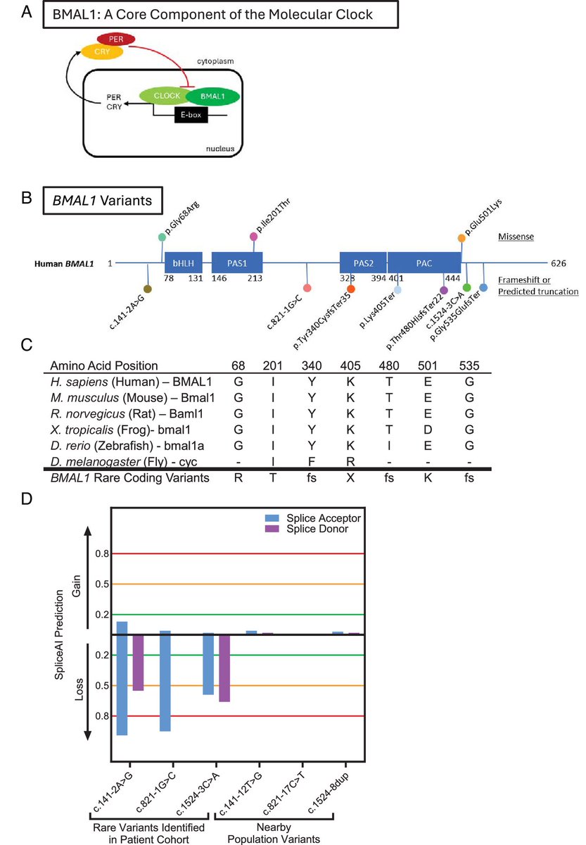 Individuals w/ #BMAL1 variants share #DevelopmentalDelay, #AutismSpectrumDisorder, #SleepDisturbances, #Seizure, #MarfanoidHabitus as clinical symptomatology w/ mechanistic links to disrupted BMAL1 function doi.org/10.1073/pnas.2… <a href="/amitaseh/">Amita Sehgal</a> #TranslationalScience