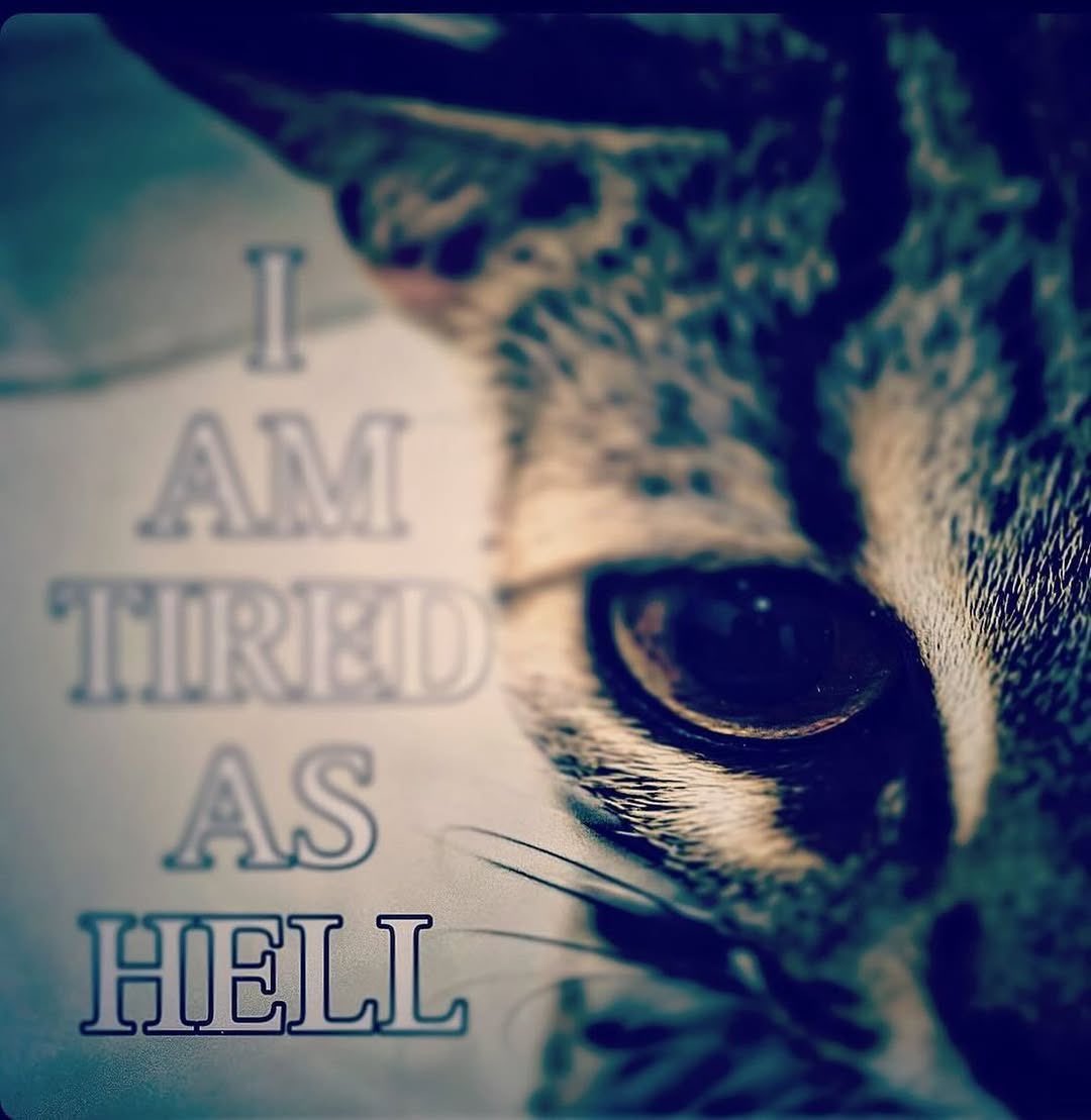 LiterallyMeCats (@literallymecats) on Twitter photo 