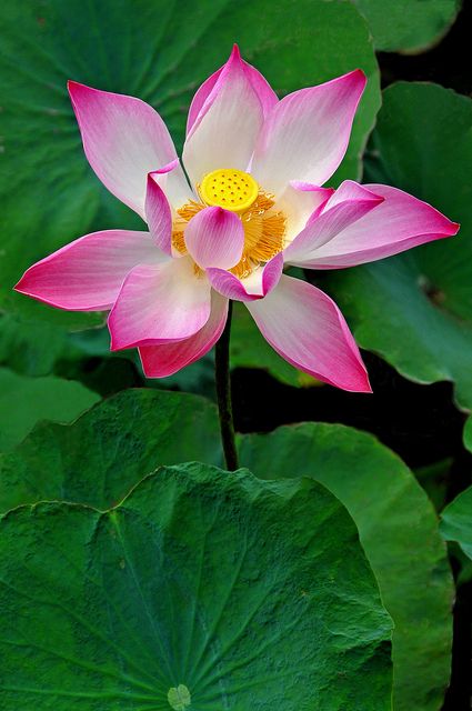 Lise Ellis (@liseell39743275) on Twitter photo <a href="/MarcM65466/">Marc Fleissner</a> Thank you very much, as always, dear Marc π. Enjoy a lovely and cheerful day. ππͺ·πΏπ <a href="/MarcM65466/">Marc Fleissner</a> Thank you very much, as always, dear Marc π. Enjoy a lovely and cheerful day. ππͺ·πΏπ