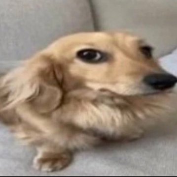 <a href="/pesquisas_elige/">PESQUISAS E ANÁLISES ELEIÇÕES</a> Ja deu. Para mim, qualquer pessoa que queria se candidatar a cargo político deve, OBRIGATORIAMENTE, passar por um curso sobre aConstituição Federal de 1988 da República Federativa do Brasil. 
É agonizante saber que existem pessoas com cargos públicos sem saber o mínimo do Brasil