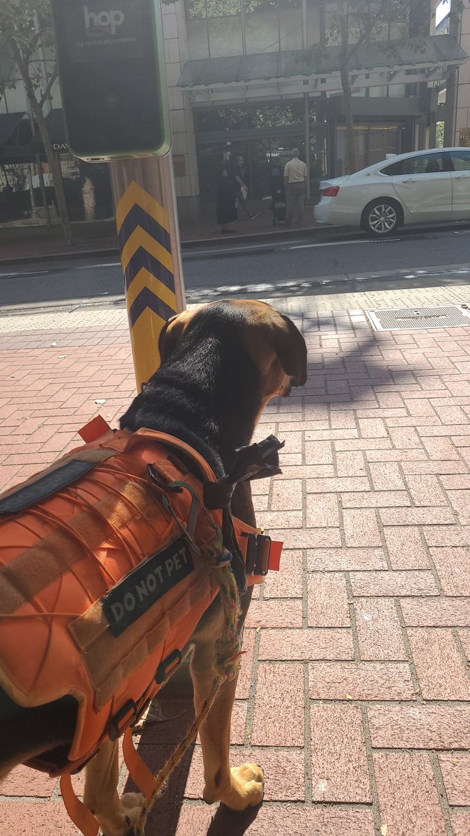 SiebeforORD1's tweet image. Gimli heard a trumpet downtown and was convinced it was my son. 

He got so excited and tracked that trumpet down, then was very confused when he found a black man instead. He got some love but is still looking for Bug, convinced he&apos;s nearby