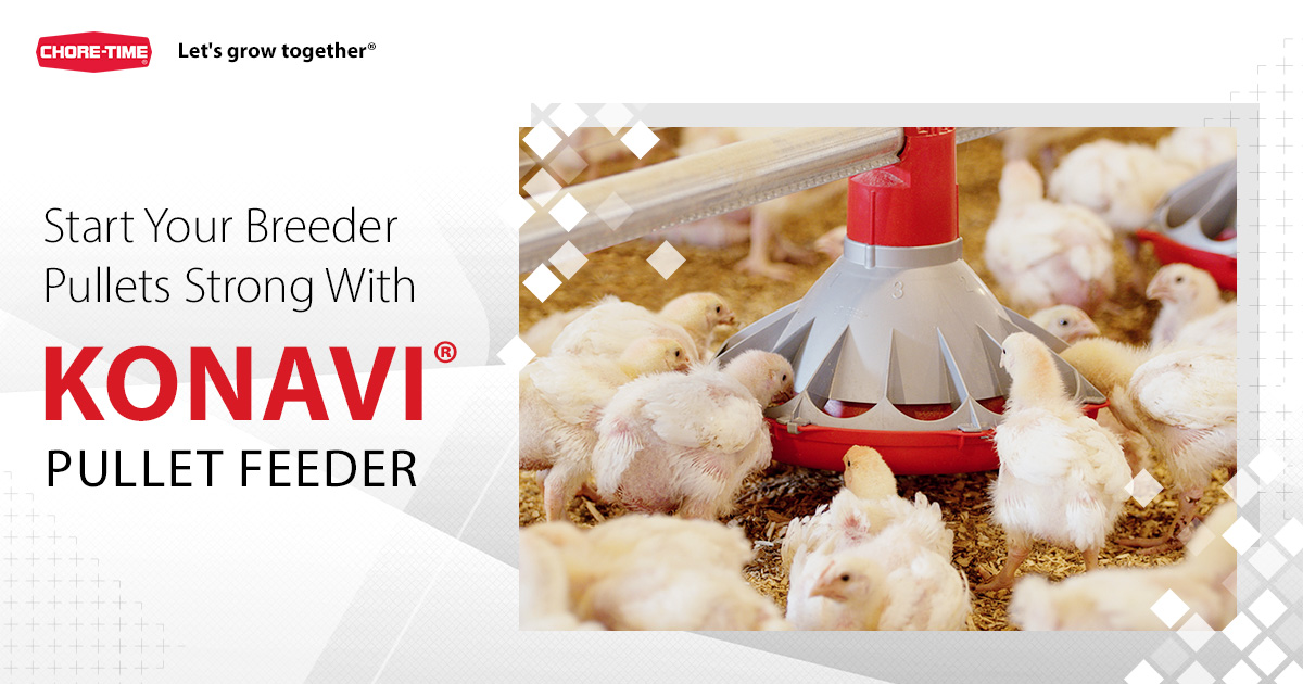 🐣 Start your breeder pullets strong with KONAVI Pullet Feeders from Chore-Time!
Featuring a low-profile pan &amp; patented scalloped edge, KONAVI helps chicks feed from the outside of the pan from day one, minimizing waste &amp; promoting even flock development.
choretime.com/product/konavi…