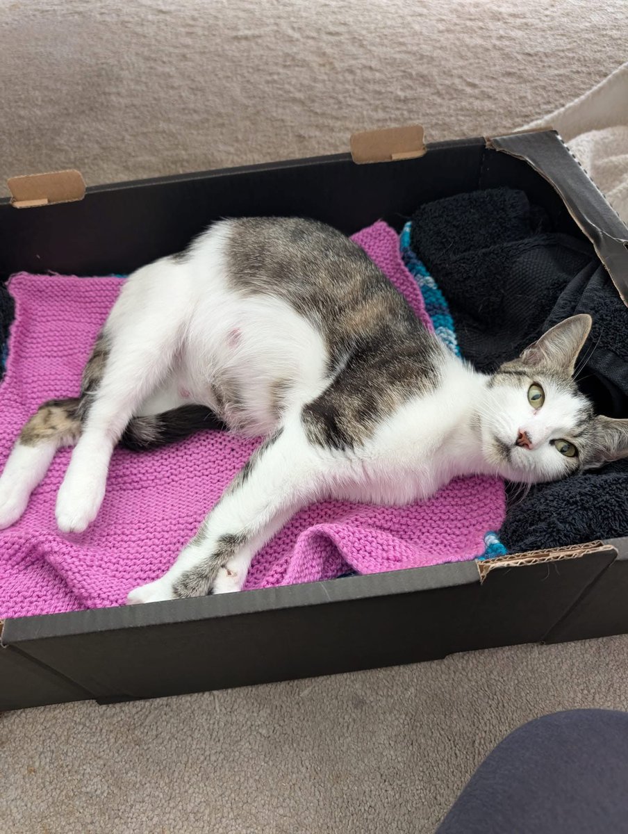 Kings Heath Cat Rescue tweet media