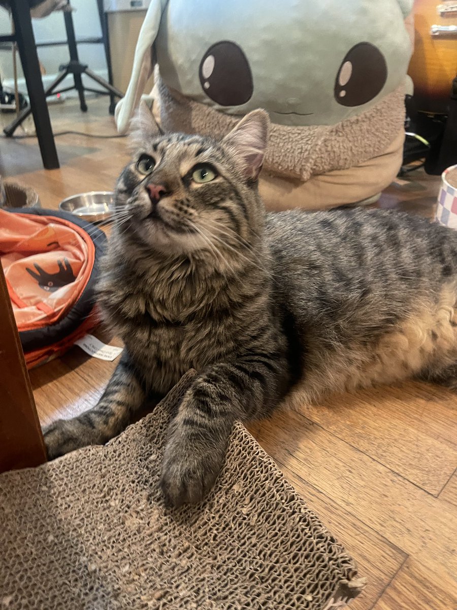 “Treats, we seek. Give them, you must!”😋😹🍣🐟

Happy #TunaTuesday from baby Yoda and Basil!😸❤️🐾 

#TabbyTuesday #CatsOfTwitter #CatsOfX