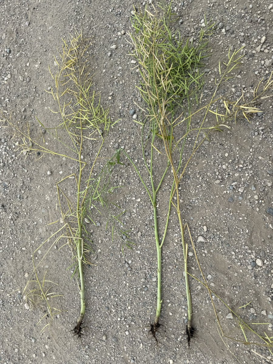 Jason Voogt CCA, PAg tweet media