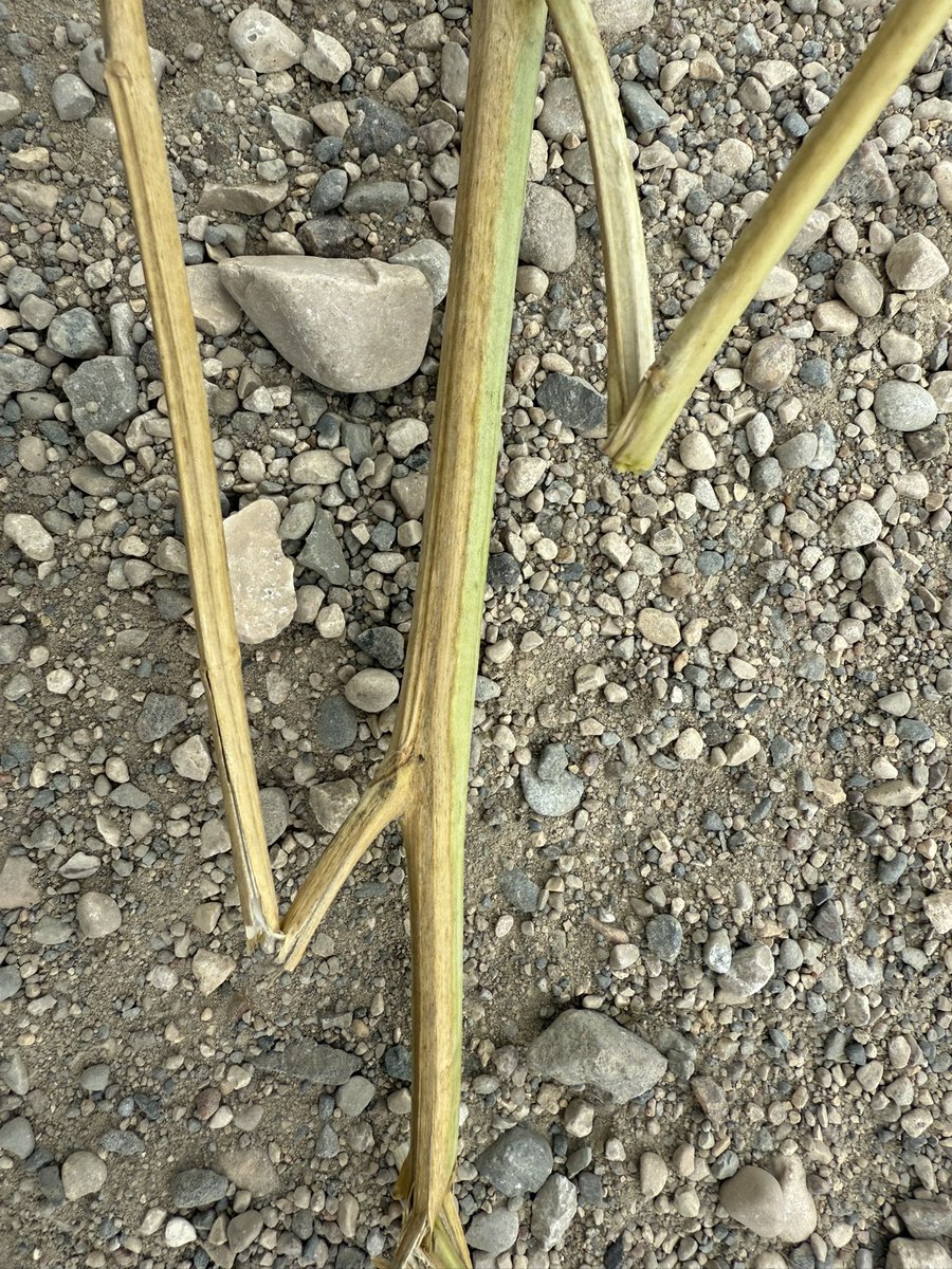 Jason Voogt CCA, PAg tweet media