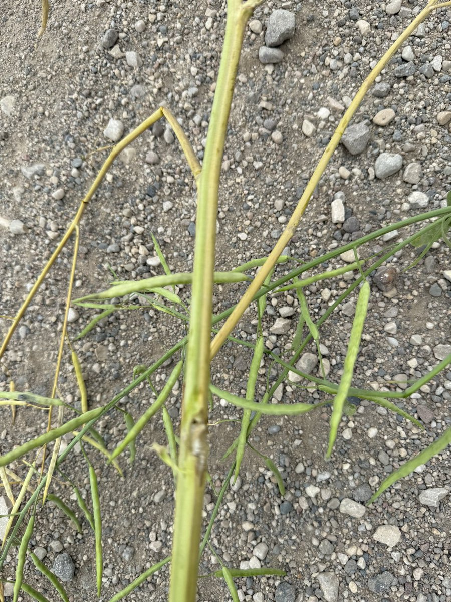 Verticillium Stripe starting to show up in maturing canola fields in South Central Manitoba. Healthy plant in the middle, infected on either side. #Scout2025