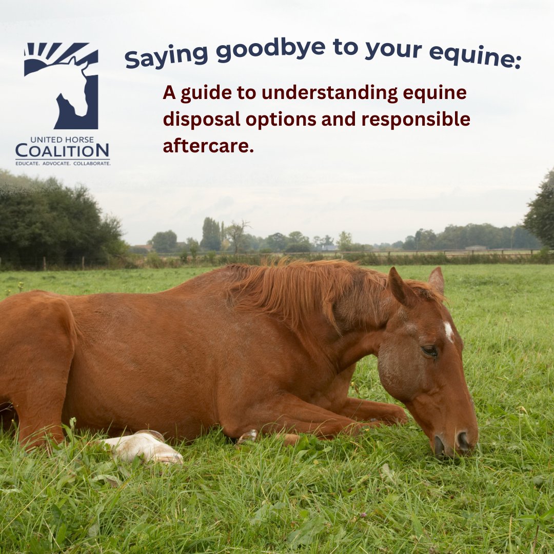 Saying goodbye to a beloved horse is one of the most difficult experiences a horse owner can face.

Read more about disposal options for your horse, and access resources in your state  unitedhorsecoalition.org/saying-goodbye…

#HereForHorseOwners #ResponsibleHorseOwnership #UnitedHorseCoalition