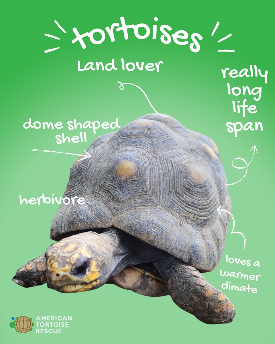 Tortoise Rescue tweet media