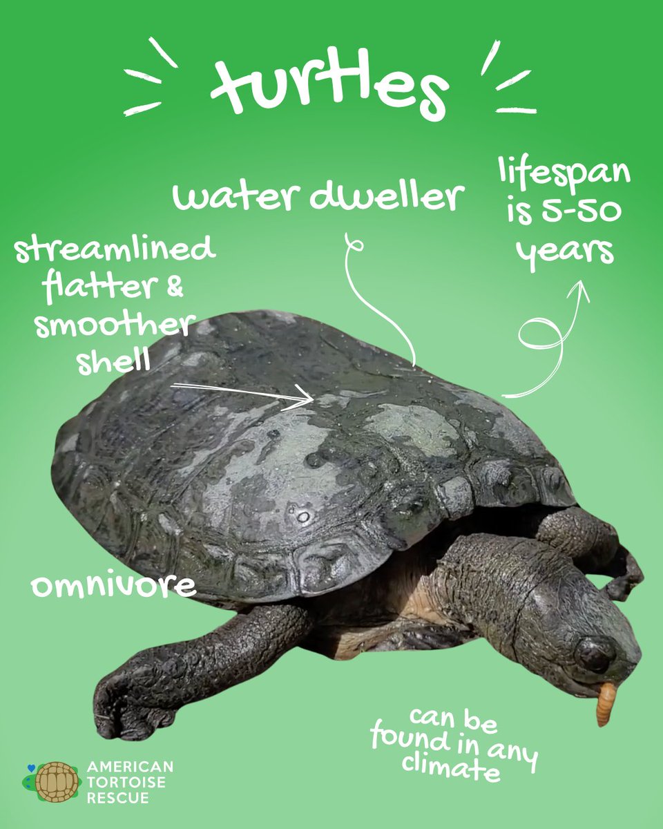 Tortoise Rescue (@tortoiserescue) on Twitter photo Tortoise or turtle? 👇
🏝️ Tortoises: Land-based, herbivore, live forever (or at least a really long time, up to 200 years!)
🌊 Turtles: Water-loving, omnivore, sleeker shell
All tortoises are turtles. But not all turtles are tortoises. Tortoise or turtle? 👇
🏝️ Tortoises: Land-based, herbivore, live forever (or at least a really long time, up to 200 years!)
🌊 Turtles: Water-loving, omnivore, sleeker shell
All tortoises are turtles. But not all turtles are tortoises.