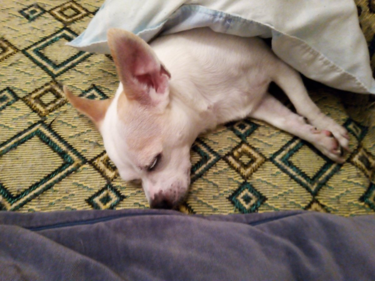 BozoJozsef_49's tweet image. Dear friends, I&apos;m Joseph, a diabetic who lost family &amp;amp; home—except my dog Hazelnut. We live in a country neighboring Ukraine, where every day is a challenge. Please read our story: 
whydonate.com/fundraising/li…
Any support is deeply appreciated.  Thank you! #HelpUs #Give #HopeAndHelp