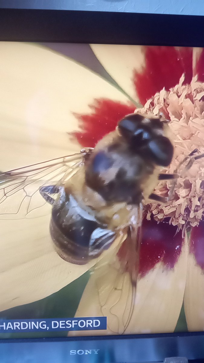 HiroShiMatic's tweet photo. @ITVCentral It's a hoverfly, not a bee. Get your team, and @DESCOLEMAN to do at least a modicum of research to avoid making yourselves look ignorant. @SameenaITV @MKLevineITV https://t.co/B6NimyXnSW
