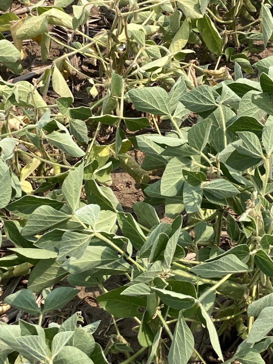 logel_chris's tweet image. So close……yet so far away😔……#drought’25