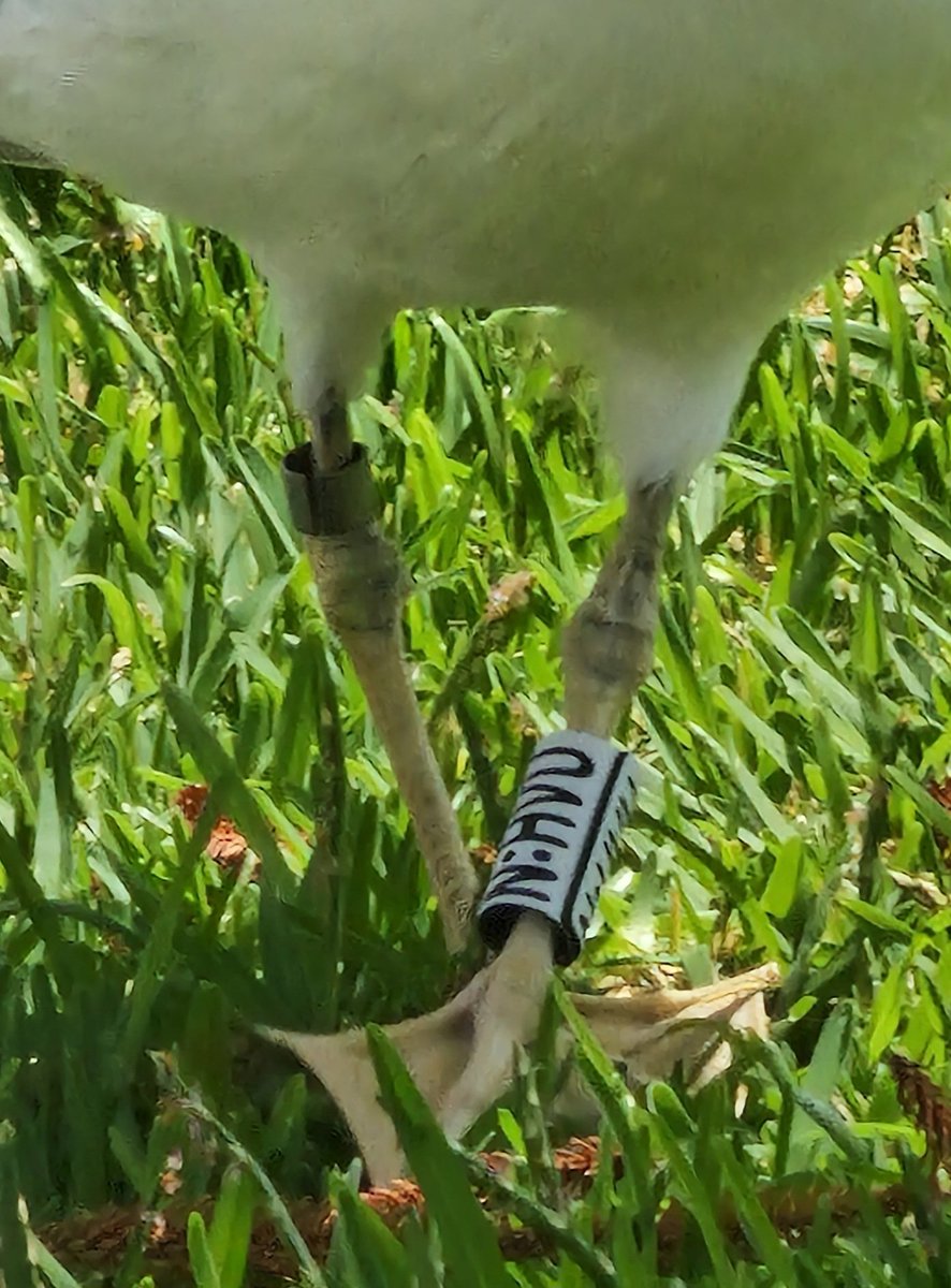 #gaviota #anillada vista en #almuñecar #Granada hoy 05/08/25 Alguien sabe cómo ver de dónde procede? Gracias