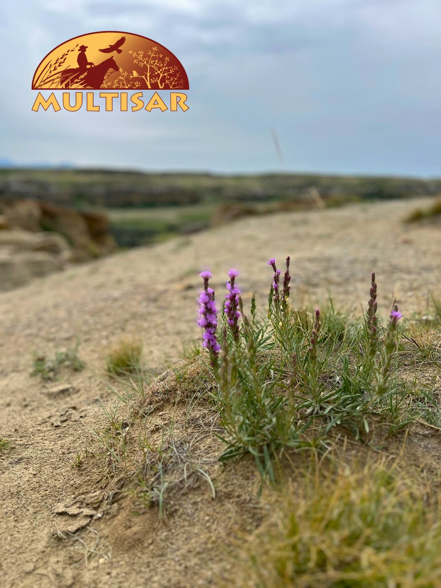 Dotted blazing star is one of Alberta’s showiest wildflowers, blooming in dry grasslands &amp; badlands in July–August. Its deep roots (up to 4.5 m!) help it survive drought &amp; support pollinators like bees &amp; butterflies. #alberta #grasslands #wildflowers