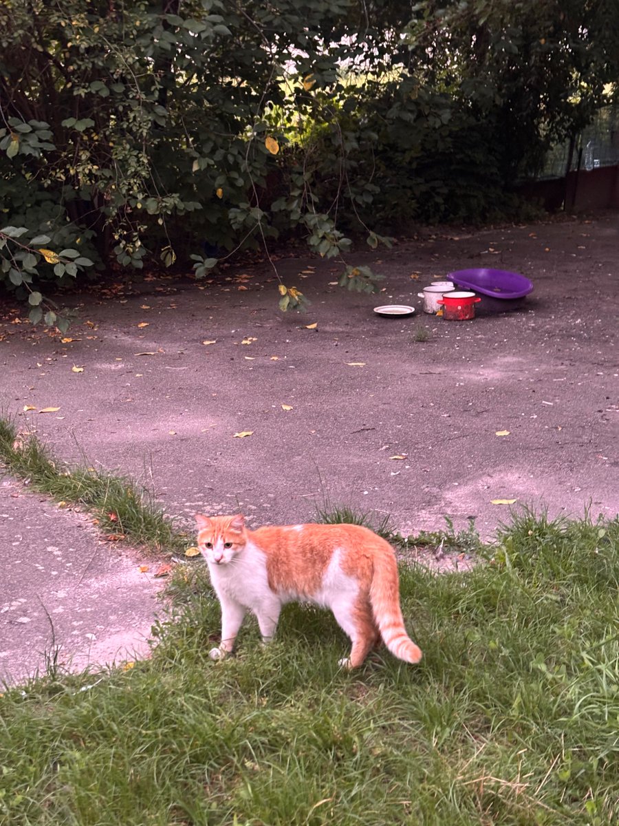 Льоша знову знайшов шовковицю на районі й поліз на дерево 😀

На фото кіт, який сидів там до того - він явно в шоці