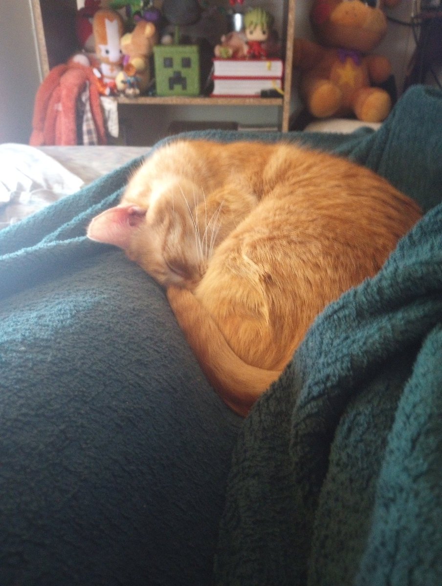 sweettoothfrot's tweet photo. 🐱😴 https://t.co/WBVDagH099