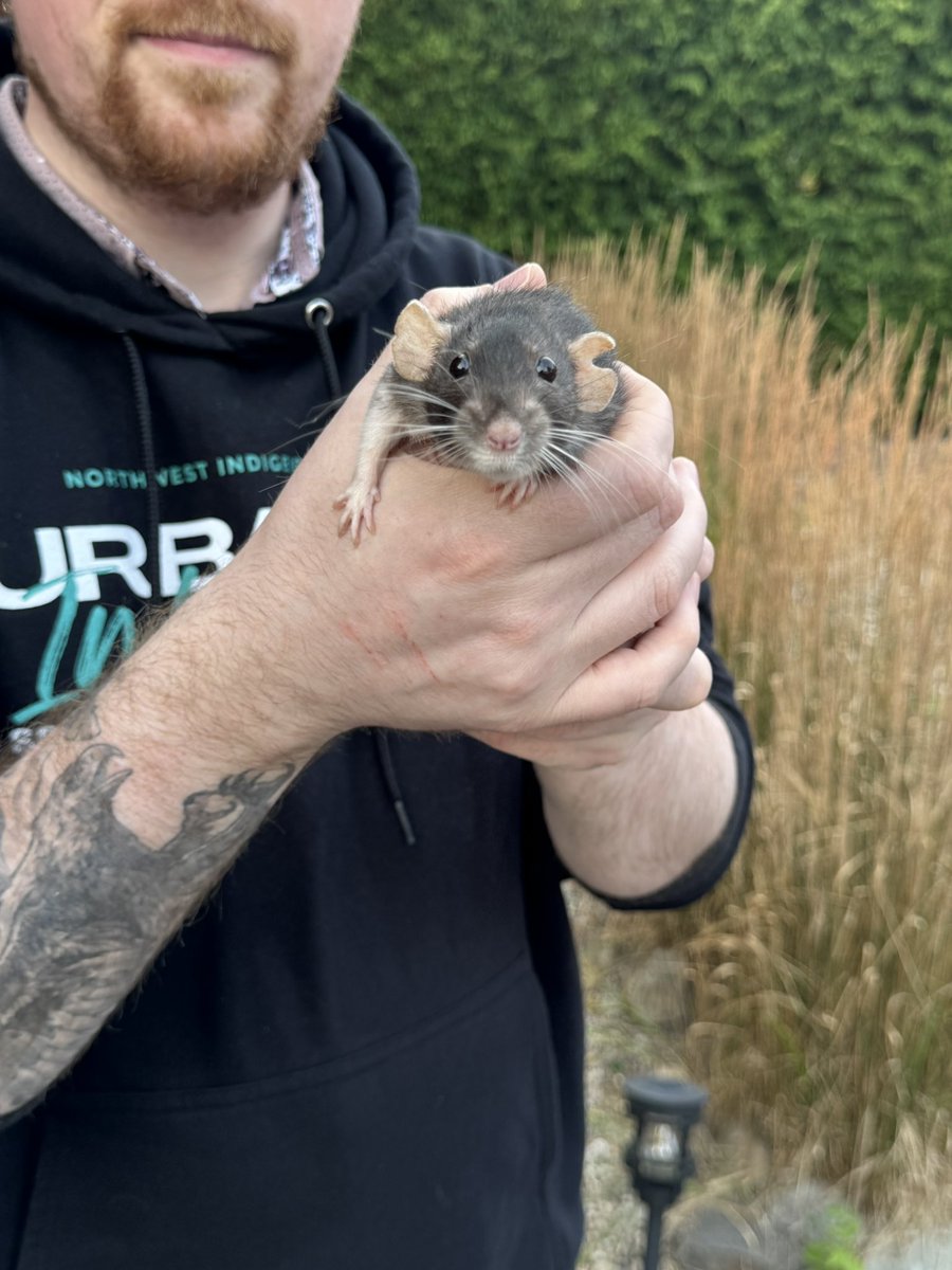 a bunch of rats✨ (@ratspicnic) on Twitter photo 