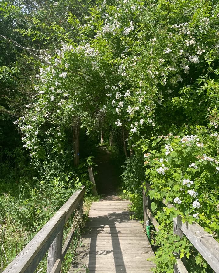 selkirkpp's tweet photo. 🥾 This Saturday August 9th is #TakeAHikeDay! We’re encouraging everyone across Ontario to get out, go for a hike, and reap the benefits of being in nature! 🌲 

🚶‍➡️Check out the Ontario Parks Blog to learn more: https://t.co/FRIF1TmJ5d

#DiscoverOP #SelkirkPP #OntarioParks https://t.co/CWG1eXNZkh