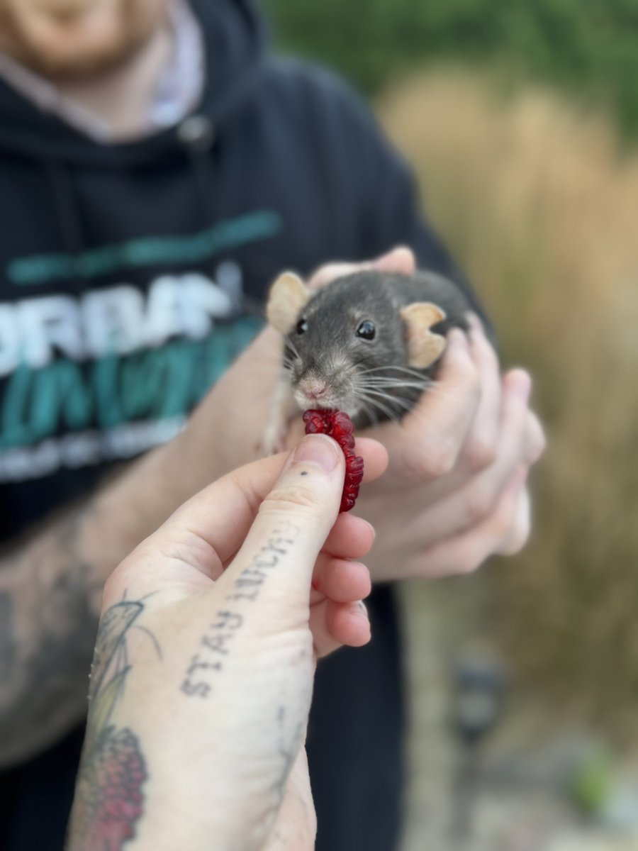 a bunch of rats✨ (@ratspicnic) on Twitter photo 