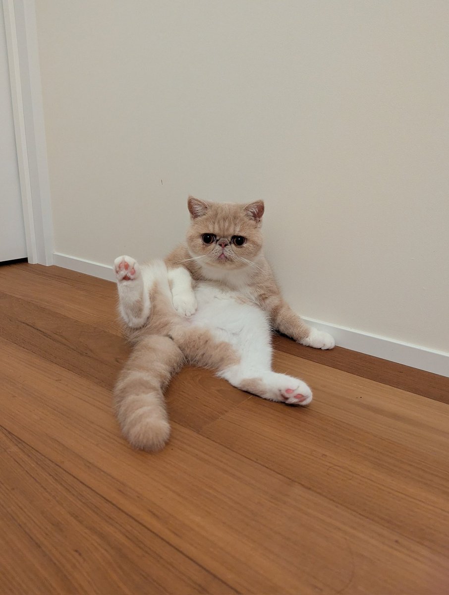 猫の写真を見せると「ぽっちゃりしてるね」と言われるのでその度「このタイプの猫は骨格ががっしりしてて毛の密度も高いので太って見えるんだよね〜」と返していたんだけど、先日医者に「ちょっとお肉が付いてますね」と言われてしまいダイエット中の猫