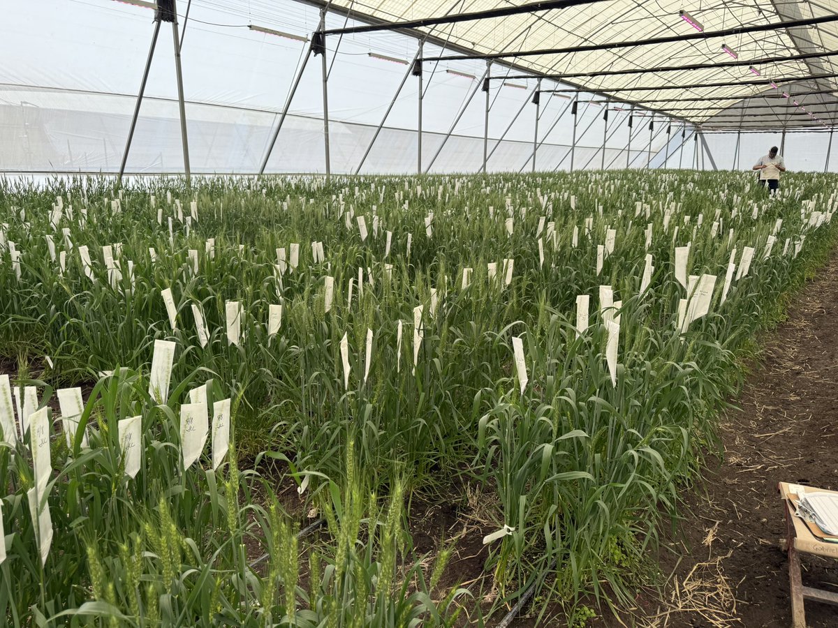 WheatVelu's tweet image. Good looking wheat fields with good epidemic of yellow rust @CIMMYT Toluca allows selecting disease resistant wheat lines &amp;amp; the controlled screenhouse facility allows making of new crosses despite heavy rains @gatesfoundation