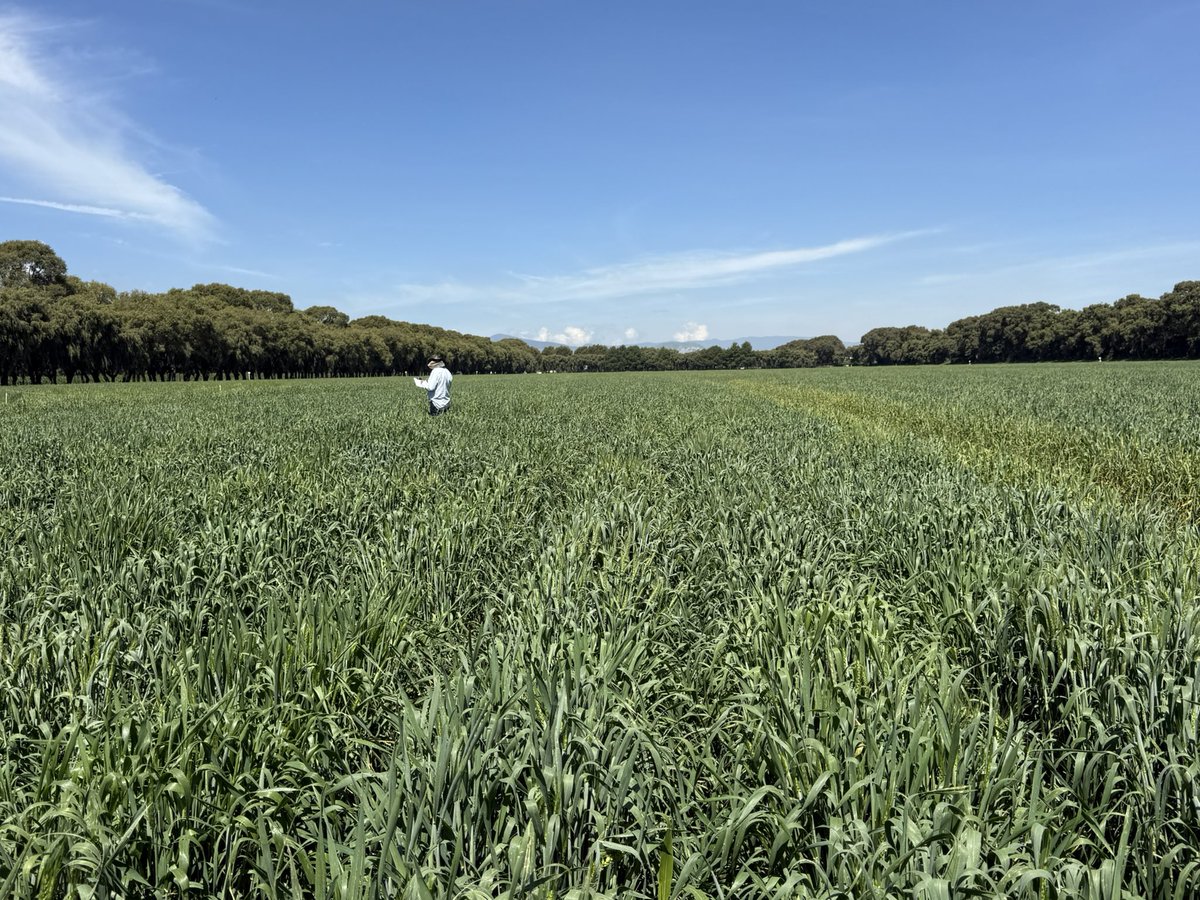 WheatVelu's tweet image. Good looking wheat fields with good epidemic of yellow rust @CIMMYT Toluca allows selecting disease resistant wheat lines &amp;amp; the controlled screenhouse facility allows making of new crosses despite heavy rains @gatesfoundation