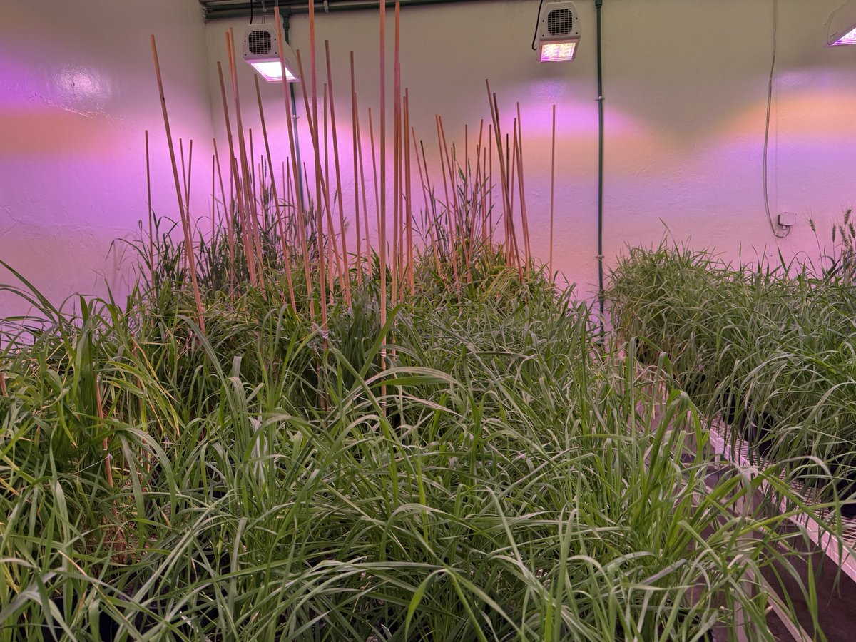 WheatVelu's tweet image. Good looking wheat fields with good epidemic of yellow rust @CIMMYT Toluca allows selecting disease resistant wheat lines &amp;amp; the controlled screenhouse facility allows making of new crosses despite heavy rains @gatesfoundation