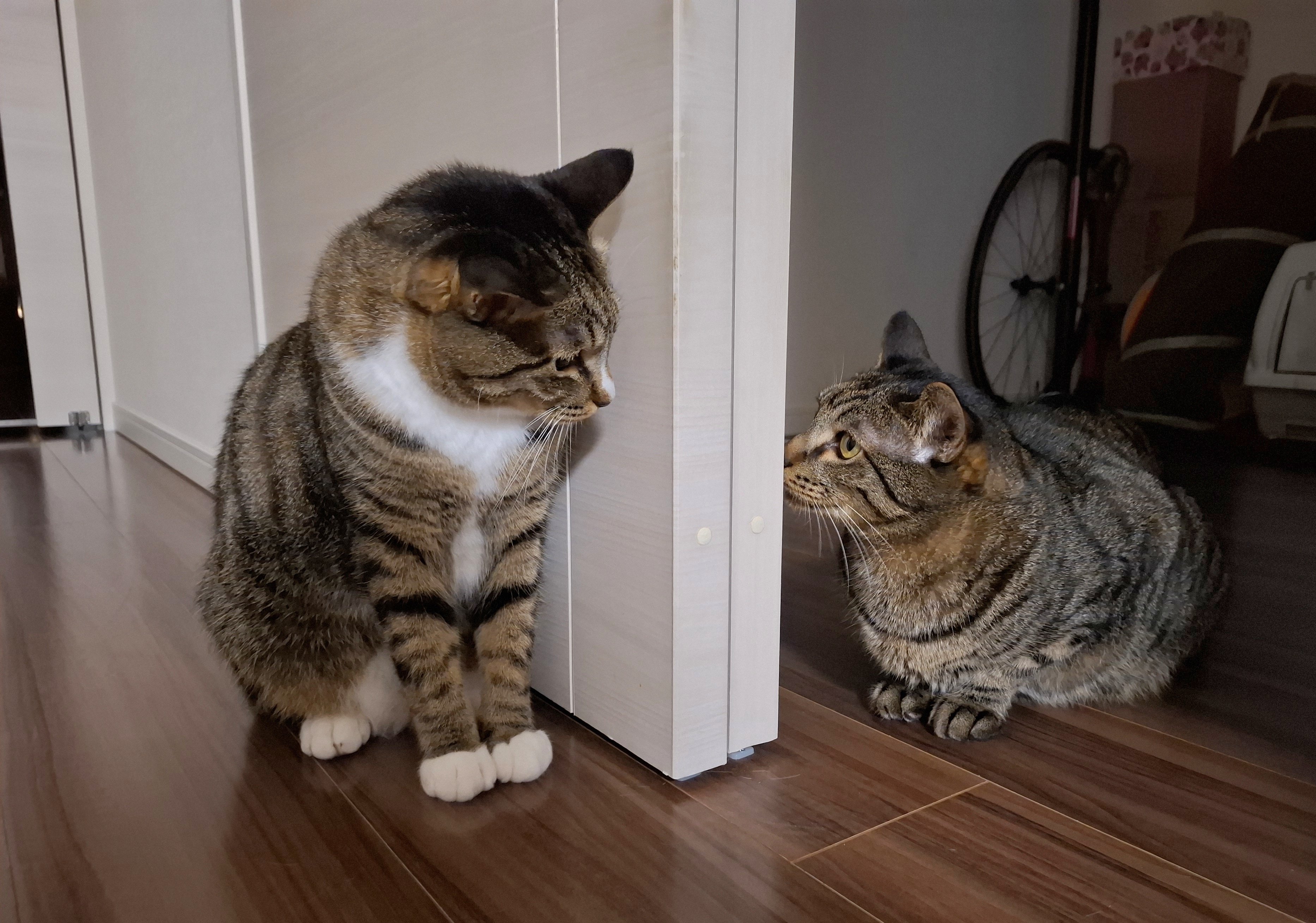 とこ☆とこと on X: 