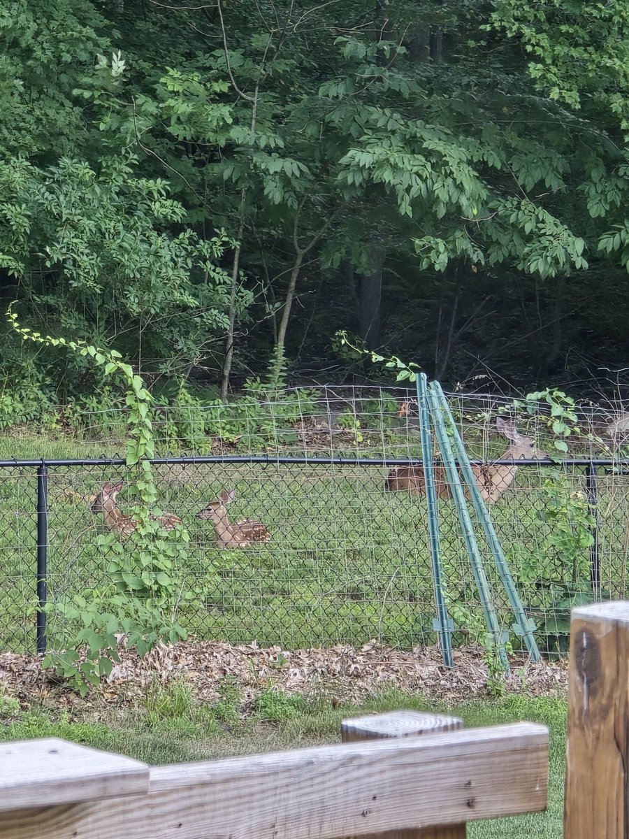 SQLterri's tweet image. Love my backyard nature. Mom and her 3 fawns... living, sleeping and scaring us at times.