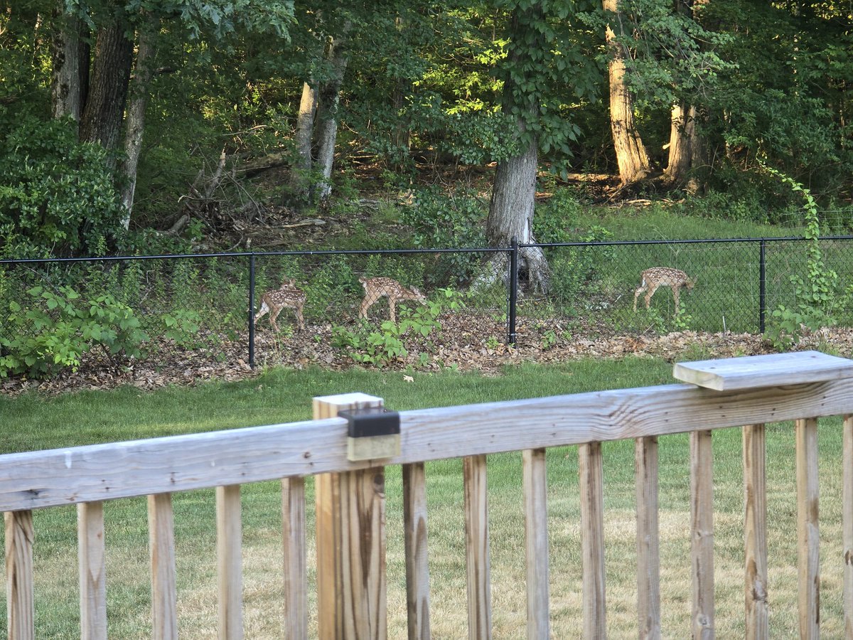 SQLterri's tweet image. Love my backyard nature. Mom and her 3 fawns... living, sleeping and scaring us at times.