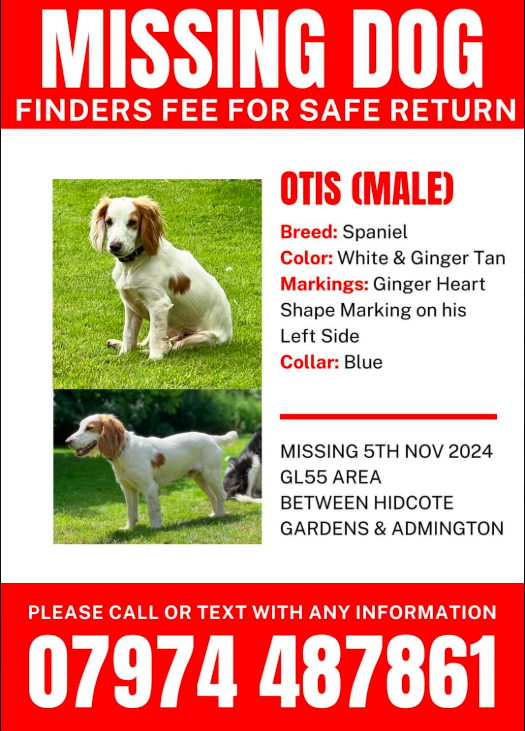 OTIS  went missing - STOLEN? - 9 months ago.

This was in the GL55 area between HIDCOTE GARDENS &amp; ADMINGTON.....but he could be anywhere now.

DO YOU KNOW OF A DOG WHO COULD BE HIM?