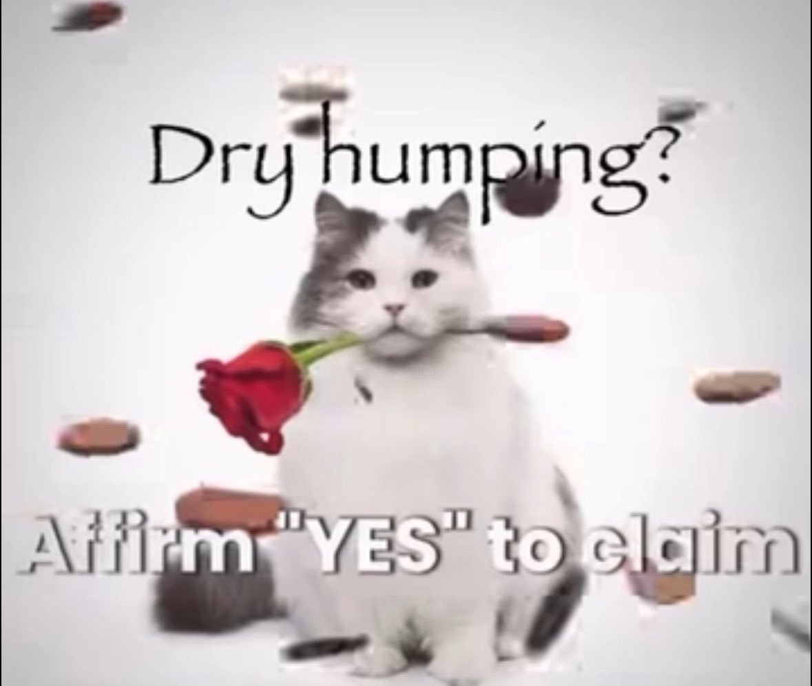 LiterallyMeCats (@literallymecats) on Twitter photo 