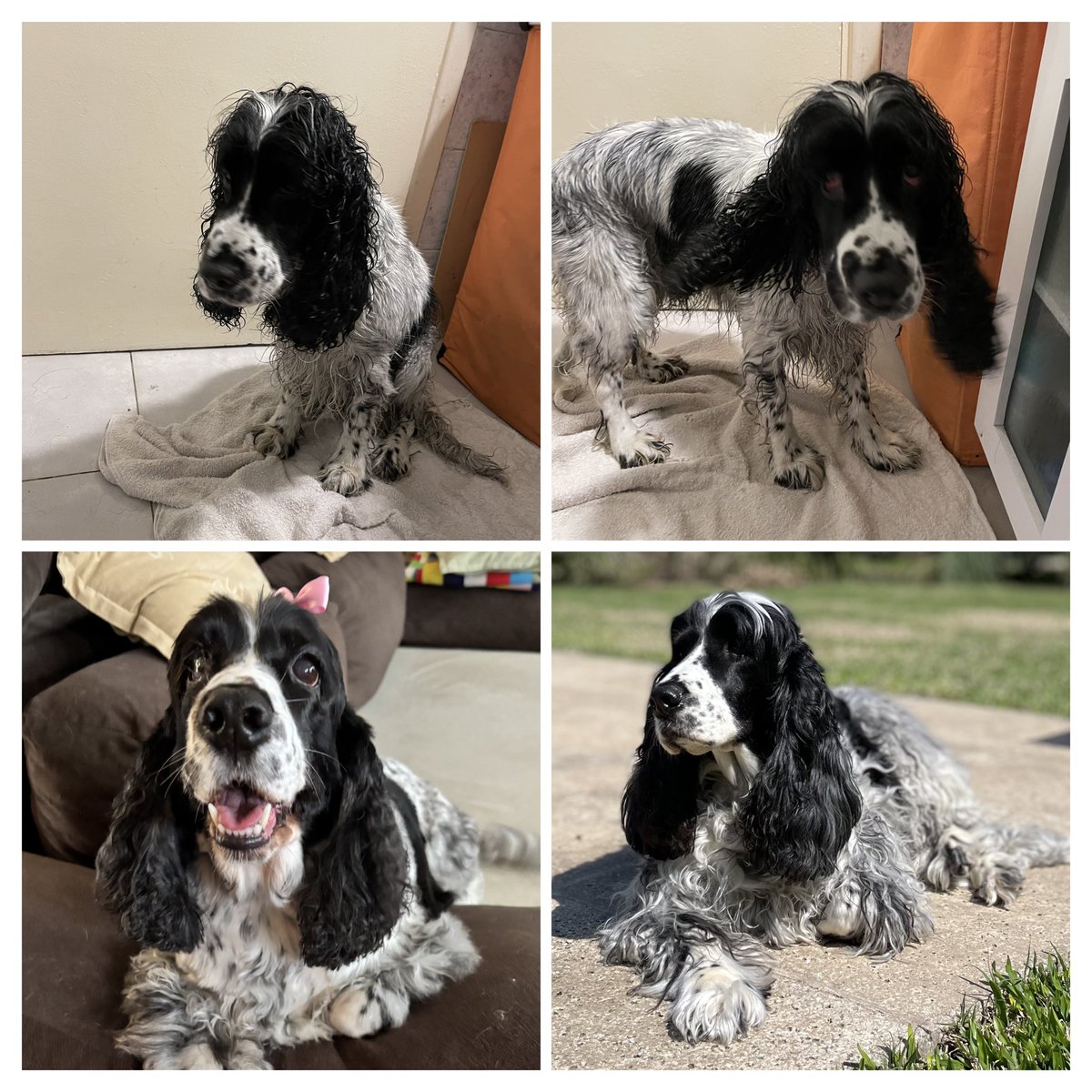 lodeale2's tweet image. Me dijeron que se tenían que mudar y a donde iban no aceptaban mascotas, vivía en un patio con 6 perras más, la fui a ver y me la traje, ciega de un ojo y flaquísima, ahora es la reina de la casa 🐶❤️‍🩹 ella es Marla 👸🏼