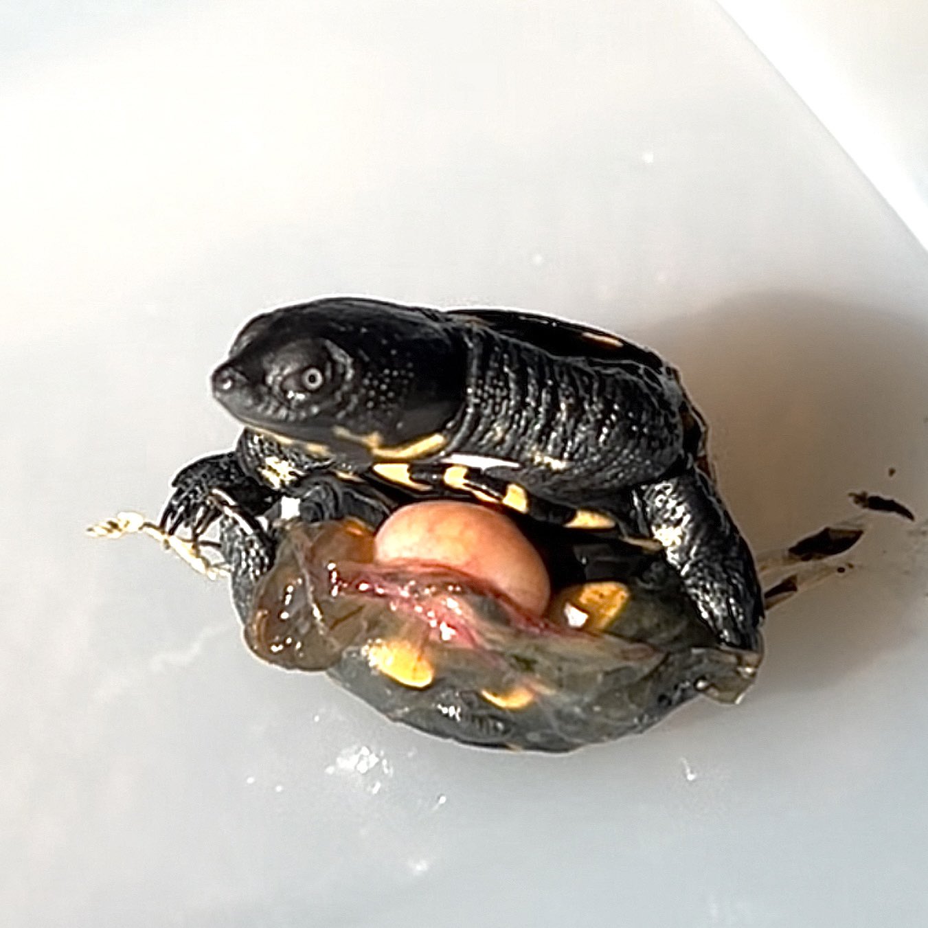 黒曜石　メキシコ　カメ　亀　8cm×5cm 民芸品　中南米　長寿　親子 黒曜石 メキシコ カメ 亀 8cm×5cm 民芸品 中南米 長寿 親子 【公式通販】