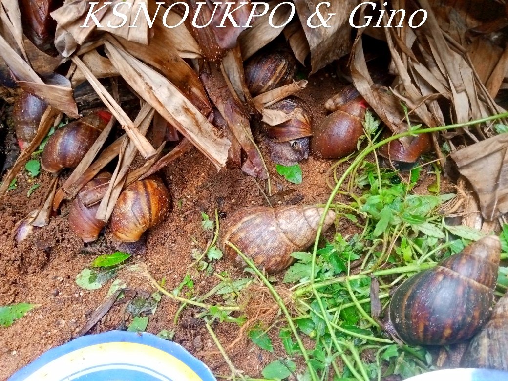 CAtinvode's tweet photo. 🌱 Et si vous investissiez dans l’or lent ? 🐌
L’élevage des escargots géants d’Afrique, c’est : 
✅ Rentable 📈
✅ Écologique 🌿
✅ Facile à démarrer, même avec peu d’espace !

Chez KS NOUKPO, on transforme cette passion en revenus durables. https://t.co/b39QMsmWEQ
