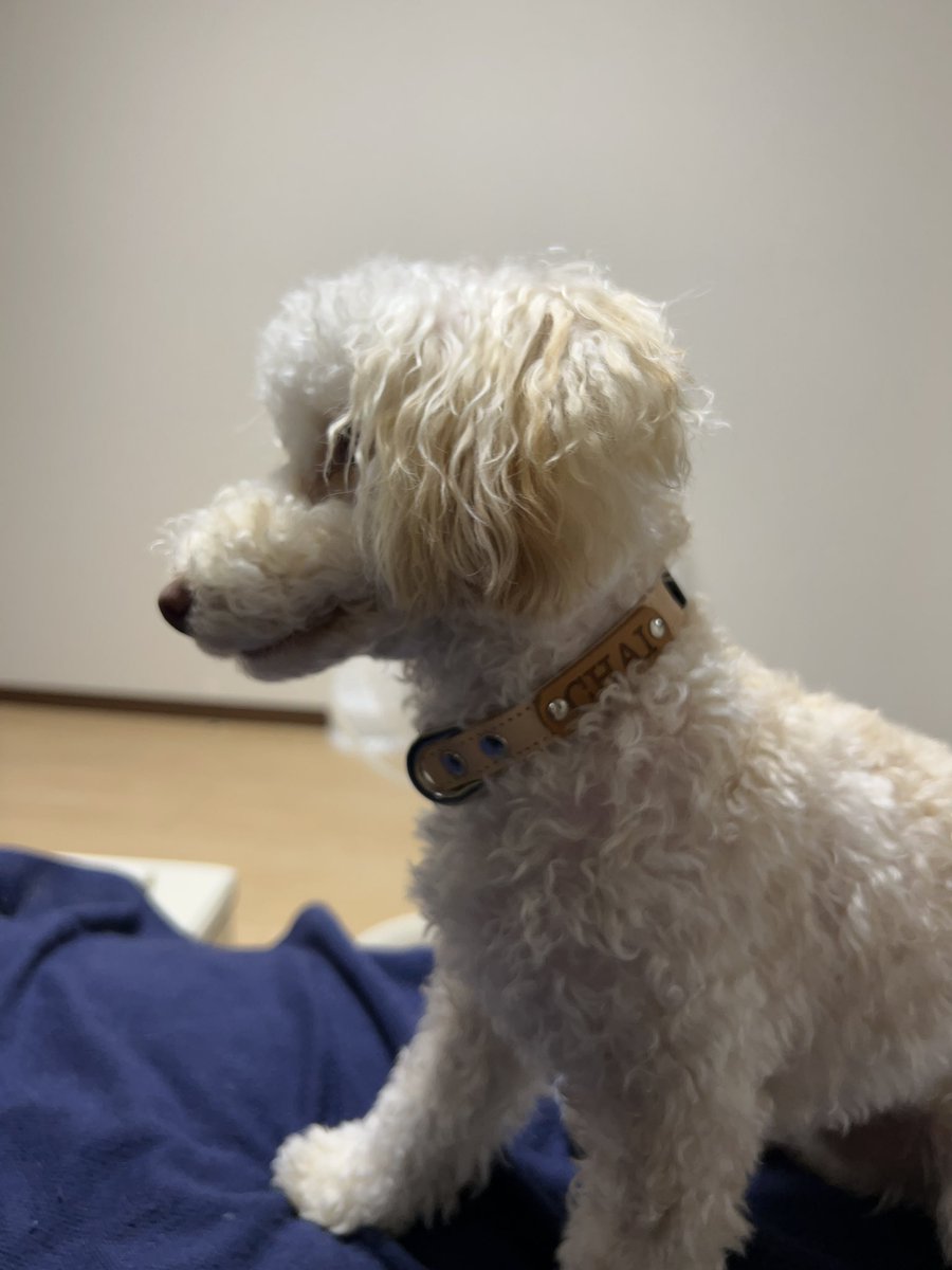 横浜の犬夜市でオーダーした首輪がやっと届いたよ！革でめちゃくちゃ良い🤎似合うね〜🐶