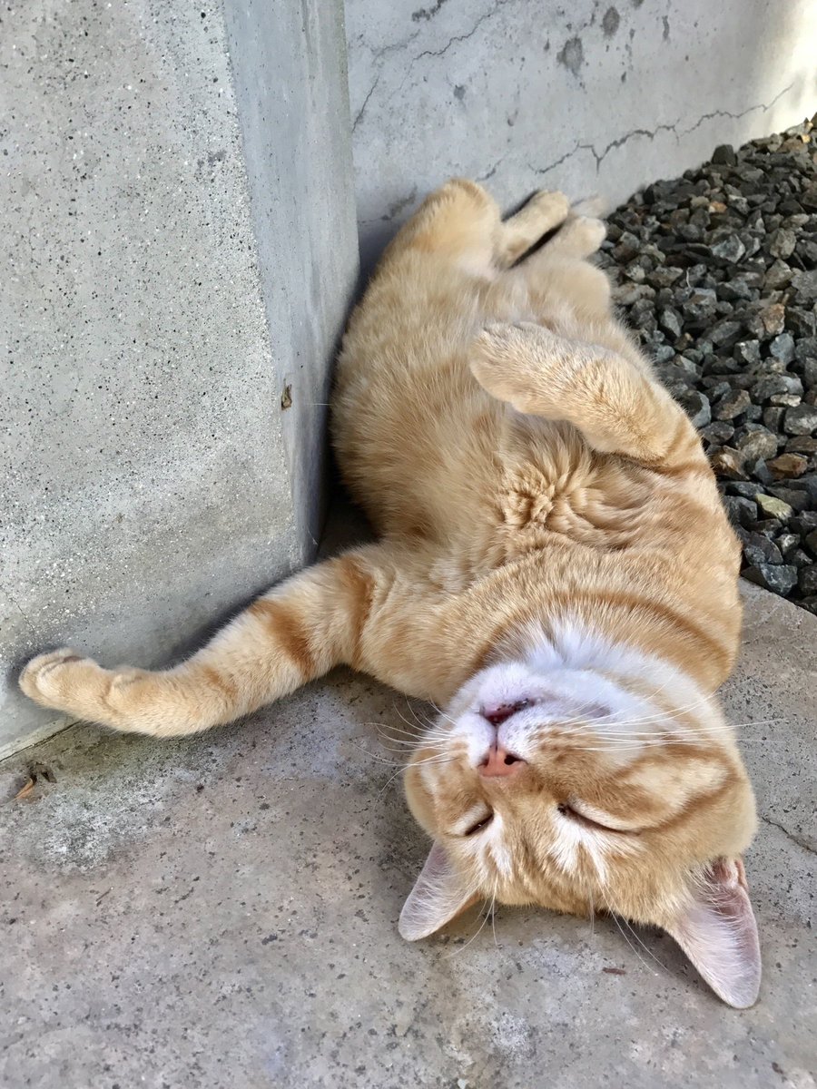 時をかける猫ニャ440 "Cats Who Leapt Through Time"(20170805) 

『ゴッちゃん😸Go-chan』ほぼ 8年前🎨風の通り道となっていた場所でお昼寝中でしたニャ。#尾道市立美館 #尾道 #猫